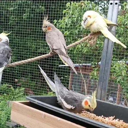 Apartment Haus Bindseil - Im Eg, Rechts Altenau (Lower-Saxony)